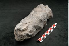Foto (Seitenansicht) von Calamites communis Ettingshausen (NHMW-GEO-2024-0188-10967)